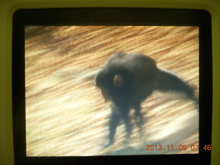 chimpanzee on the airline video
