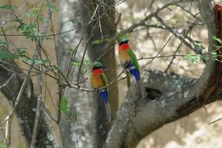 Uganda - Mountain of the Moon hotel - large birds