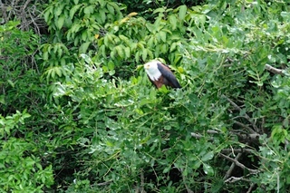 birds in Uganda