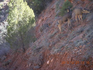 86 8gt. Zion National Park - mule deer
