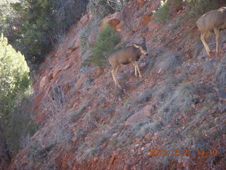 87 8gt. Zion National Park - mule deer