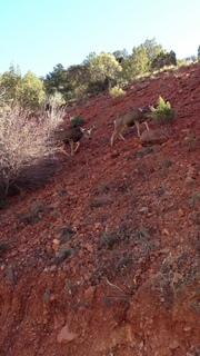 89 8gt. Zion National Park - mule deer