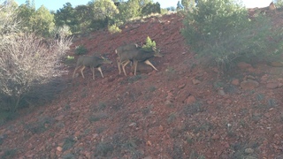 90 8gt. Zion National Park - mule deer