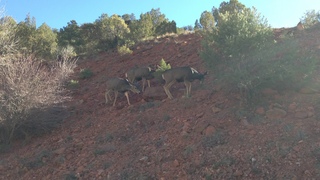 91 8gt. Zion National Park - mule deer