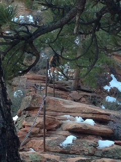 282 8gt. Zion National Park - Angels Landing hike - descending - Adam