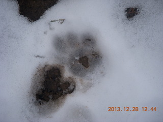 Zion National Park - Cable Mountain hike - big footprint - mountain lion?