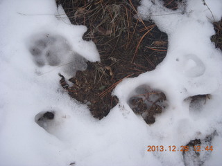 Zion National Park - Cable Mountain hike - big footprint - mountain lion?