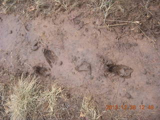 124 8gu. Zion National Park - Cable Mountain hike - footprints in the mud