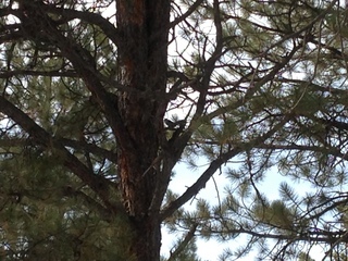 133 8gu. Zion National Park - Cable Mountain hike - bird in a tree