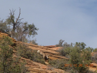 200 8gu. Zion National Park drive - big horn sheep