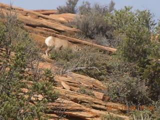 201 8gu. Zion National Park drive - big horn sheep