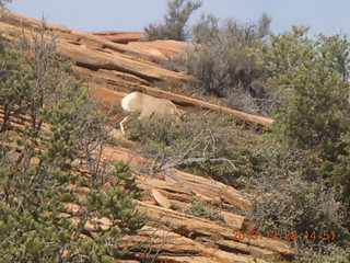 Zion National Park drive - big horn sheep