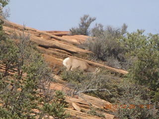 203 8gu. Zion National Park drive - big horn sheep
