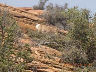 204 8gu. Zion National Park drive - big horn sheep