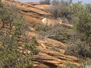 205 8gu. Zion National Park drive - big horn sheep