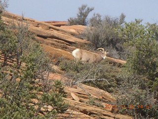 Zion National Park drive - big horn sheep