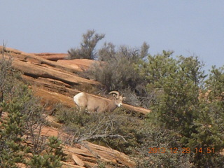 207 8gu. Zion National Park drive - big horn sheep