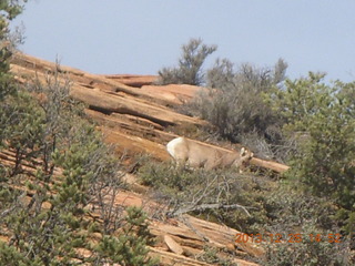 208 8gu. Zion National Park drive - big horn sheep