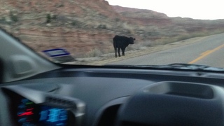 Cave Valley drive - cow