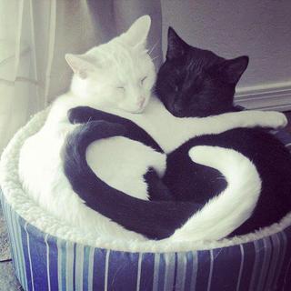 black and white kitty cats