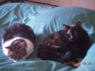 cats Penny and Maria