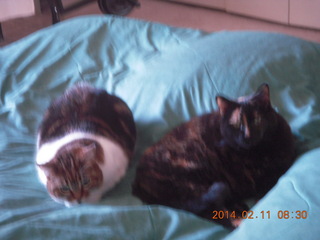 cats Penny and Maria