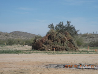 Motown - Arizona Flying Circus - pile of Christmas trees