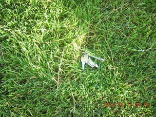 my keys in the grass