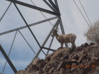 Zion National Park drive - big horn sheep