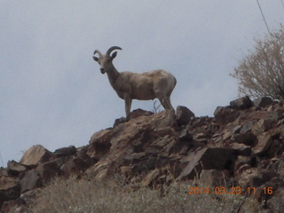 drive to Desert Bar near Parker - Lake Havasu Dam - big horn sheep