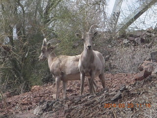 drive to Desert Bar near Parker - Lake Havasu Dam - big horn sheep