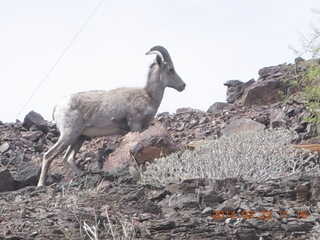 Zion National Park drive - big horn sheep