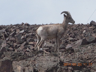 Zion National Park drive - big horn sheep