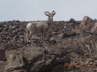 Zion National Park drive - big horn sheep