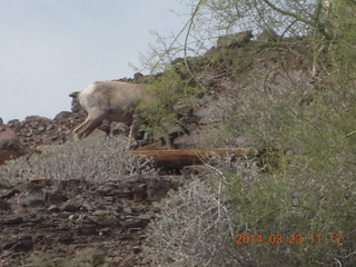 drive to Desert Bar near Parker - Lake Havasu Dam - big horn sheep