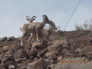 Zion National Park drive - big horn sheep