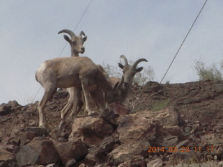 drive to Desert Bar near Parker - Lake Havasu Dam - big horn sheep