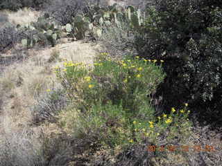 Bagdad hike (my old running loop) - flowers