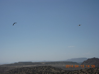 Bagdad hike (my old running loop) - birds in flight