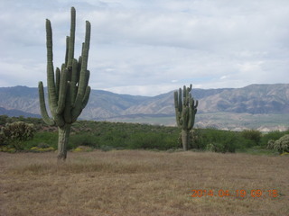 Bouquet Ranch run - giant saguaro