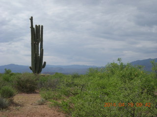 Bouquet Ranch run - giant saguaro