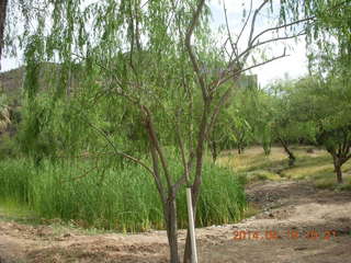 Bouquet Ranch airstrip - wooded path