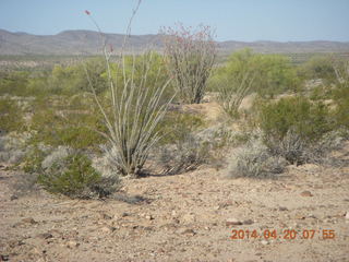 Alamo Lake airstrip run