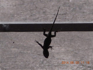 182 8m3. Double Circle Ranch - live lizard in the window