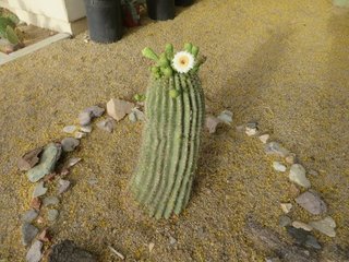 blooming saguaro piece in Beth B's yard
