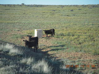 199 8md. Canyonlands National Park - cows