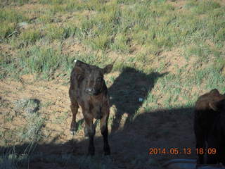 200 8md. Canyonlands National Park -cow