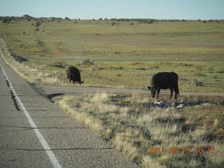 202 8md. Canyonlands National Park - cows