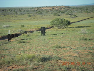 204 8md. Canyonlands National Park - cows