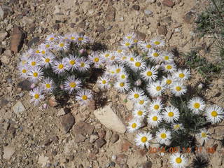 flowers at Sand Wash